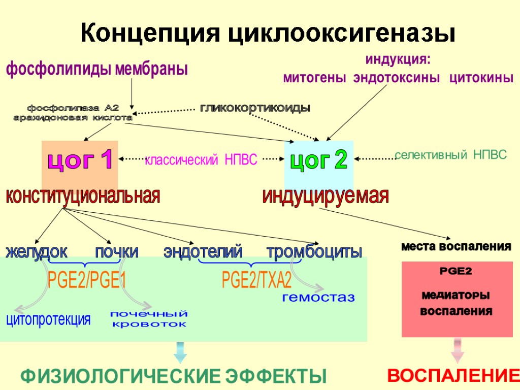 Концепция циклооксигеназы